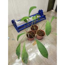 Anthurium gracile