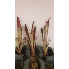 Cryptanthus Lisa Vinzant 57 okt.