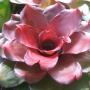 Neoregelia Flamingo (L) (Bromeliad) 209