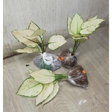 Aglaonema Super White A-40