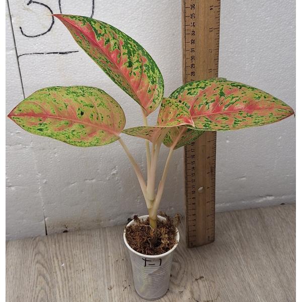 Aglaonema Maha Sethee pot