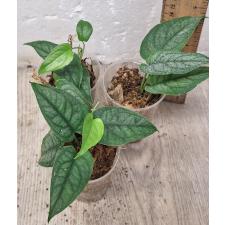 monstera siltepecana (S)