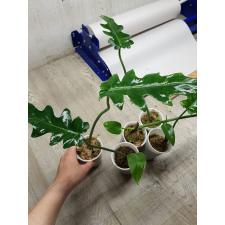 Philodendron magnificum 1+ лист стакан 300p
