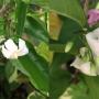 Wrightia (soft pink flower) Natural hybrid between W. coccinea x W. religiosa
