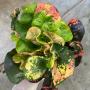 Codiaeum Mung Soora