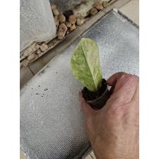 Zamioculcas zamiifolia variegated (big leaf)(yellow var) стаканчик 1 сегмент