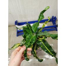 Codiaeum Thong Thawee Choke 120 - 1500p