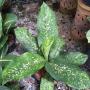 Dieffenbachia Dragon Scale (mutation).