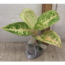 Аглаонема Легаси - белая / Aglaonema Legacy - white A-109