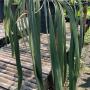Anthurium vittarifolium (green leaf)