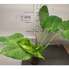 Филодендрон Джунглевая лихорадка / Philodendron Jungle Fever (S)