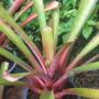Aechmea ' J.C. Superstar ' (8 " pot) (Bromeliad) 15