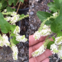 Buddleja paniculata.