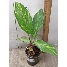 Anthurium variegated sp 4