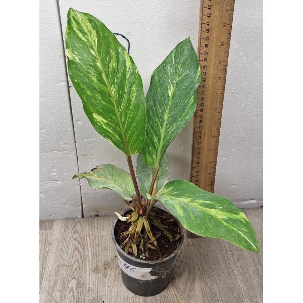 Anthurium variegated sp 4