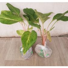 Aglaonema Yellow Mongkon A-115