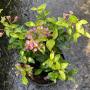 Malpighia glabra Dwarf (yellow variegated)