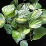 Piper nigrum variegata