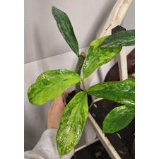 Zamioculcas zamiifolia variegated (big leaf)(yellow var) стакан