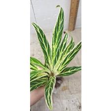 Aglaonema Baikhao Nam Chok A-23