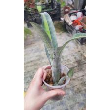 Billbergia 'Georgia' 12