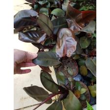 Philodendron black cardinal 12 cm pot 700р