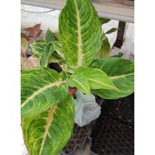 Aglaonema NEW18 Duang pa rich pot