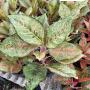 Aglaonema  Fortune A-86