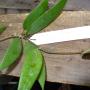 Hoya sp.428 Kalimpong Sikkim India              430