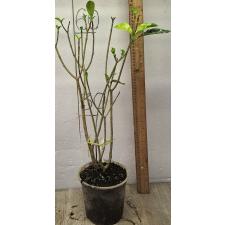 Табернамонтана (Т02) Золотая варегатность / Tabernaemontana (T02) Golden variegated