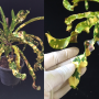 Codiaeum King of Siam