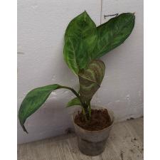 Aglaonema Army God A-76