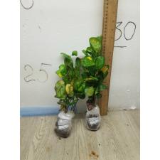 Codiaeum Tang hoo A56