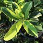 Fagraea sp.(T01) variegated