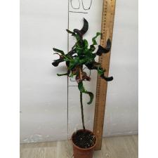 Codiaeum Waree Kunchorn