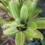 Aechmea gamosepala variegata (Bromeliad) 14