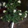 Murraya paniculata 'Min-a-Min' Dwarf mutation(C)