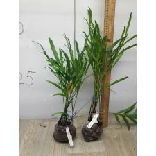 Phymatosorus grossus 'Skeleton' 204/1