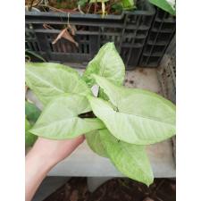 syngonium white butterfly pot 350p