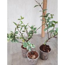 Ficus sp.(T55)(white variegated)(climbing).