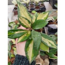 Hoya Carnosa Tricolor  pot 05.03.25