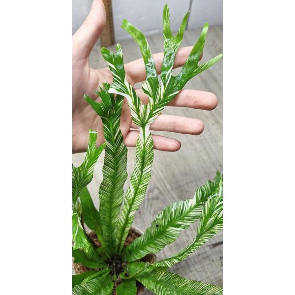 Asplenium nidus variegated ex Japan 