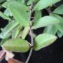 Hoya parvifolia         681