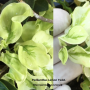 Pedilanthus Lemon Twist.
