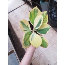 Hoya pachyclada albomarginata