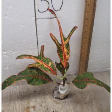 Codiaeum B-9 Tri num tok