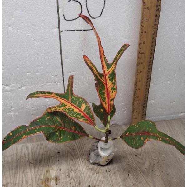 Codiaeum B-9 Tri num tok