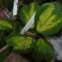 Hoya kerrii variegata                   129