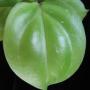 Hoya lambii No.2 (round leaf)           680
