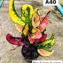 Codeium A40 Na korn luang